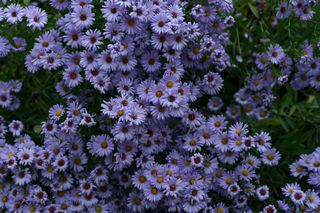 Aster Lady In Blue